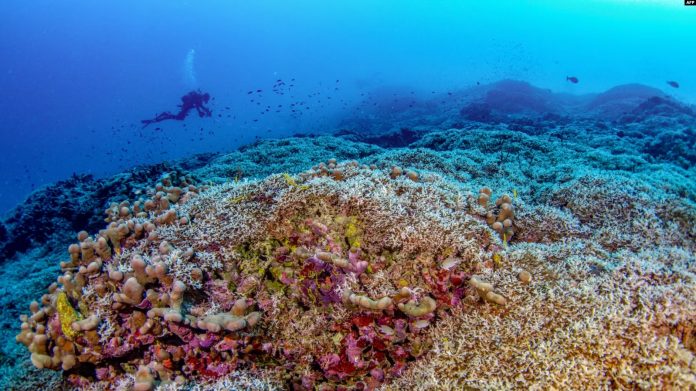 Një zhytës noton pranë koralit më të madh në botë të zbuluar afër Ishujve Solomon në Oqeanin Paqësor. Fotografi e realizuar nga National Geographic Pristine Seas më 24 tetor 2024.