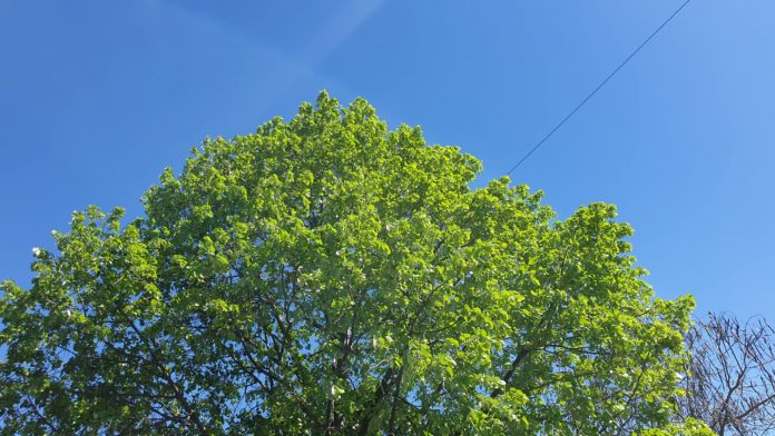 Storm• / Fotografi ilustruese.