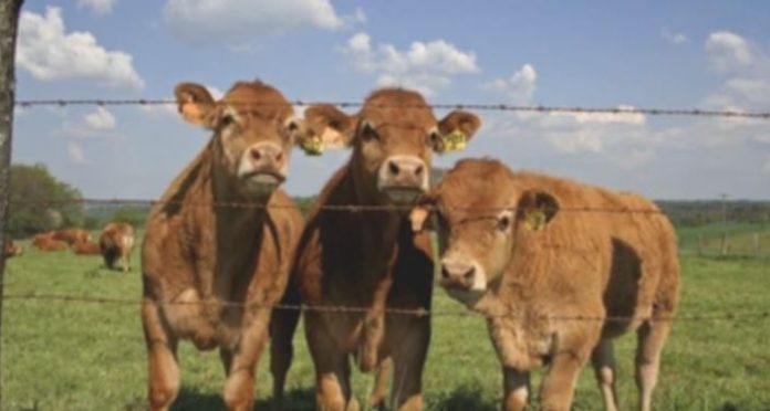 Fotografi ilustruese.