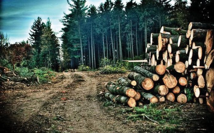 Fotografi ilustruese.